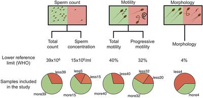 Frontiers | Sperm Microbiota And Its Impact On Semen Parameters